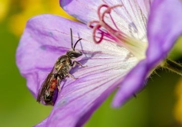Las abejas silvestres pierden terreno en Europa tras un siglo de cambios ambientales