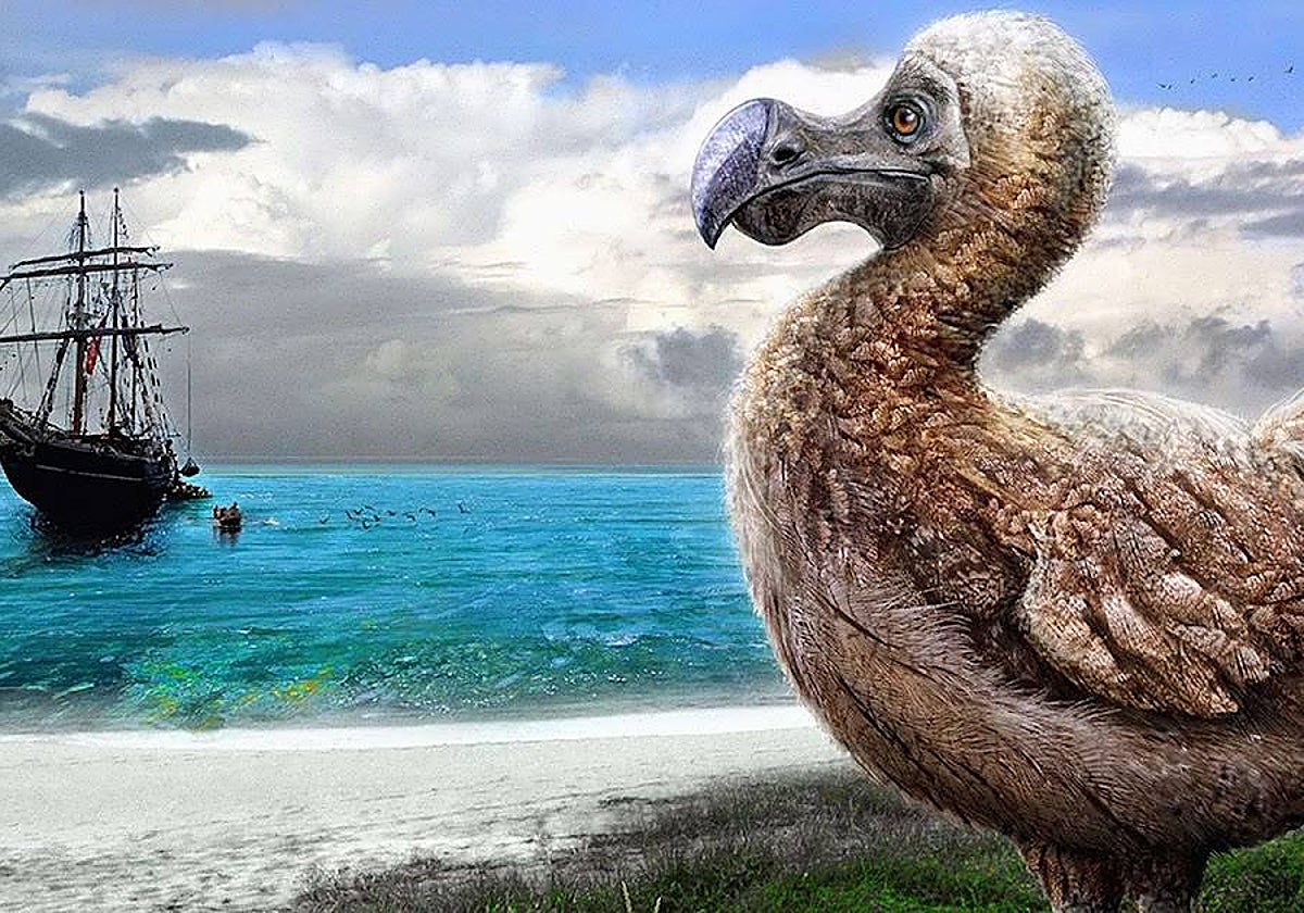 Ilustración de el dodo, un ave extinta hace más de tres siglos