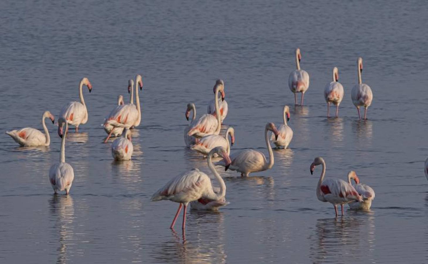 Veta La Palma, pulmón para Doñana
