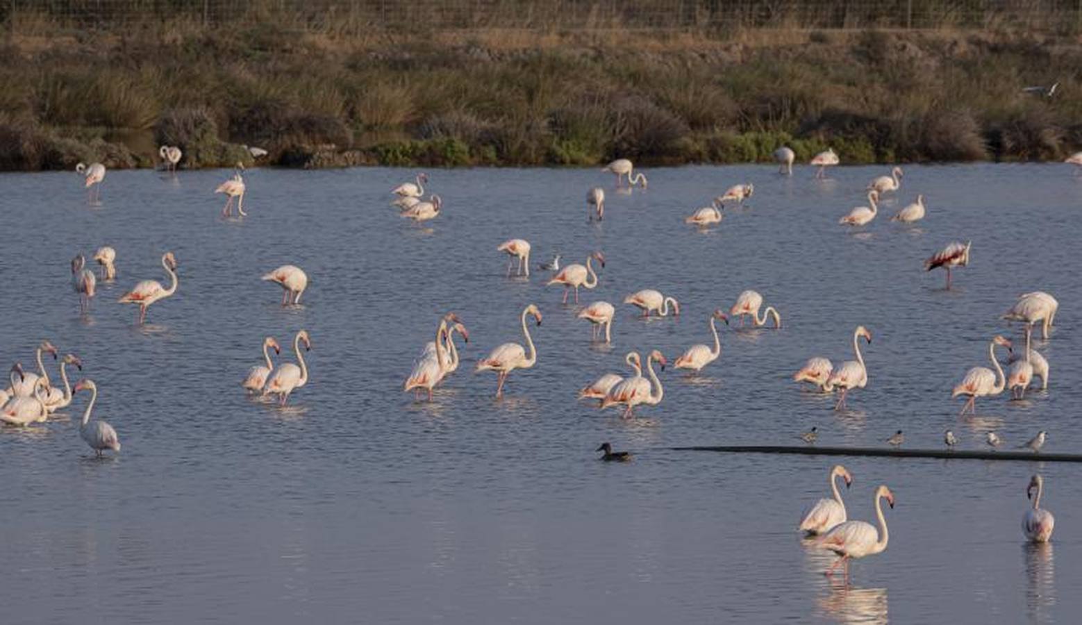 Veta La Palma, pulmón para Doñana