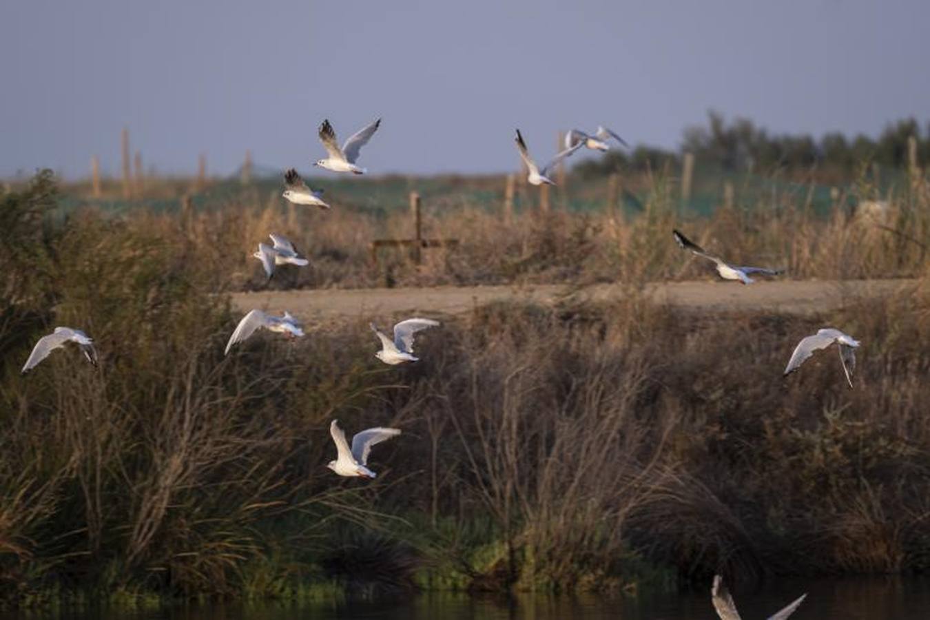 Veta La Palma, pulmón para Doñana