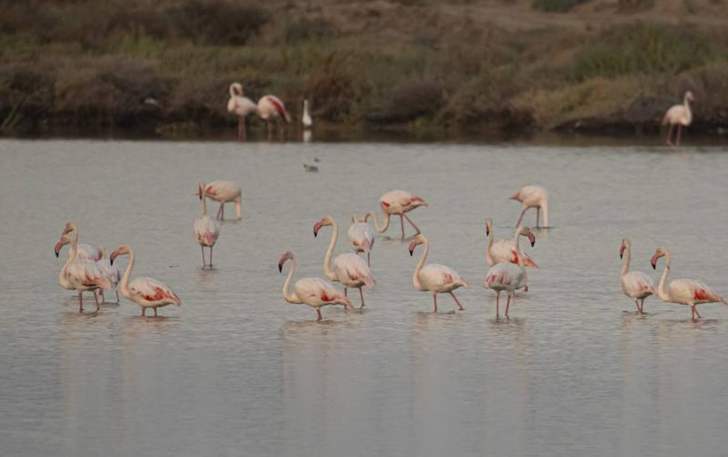 Veta La Palma, pulmón para Doñana