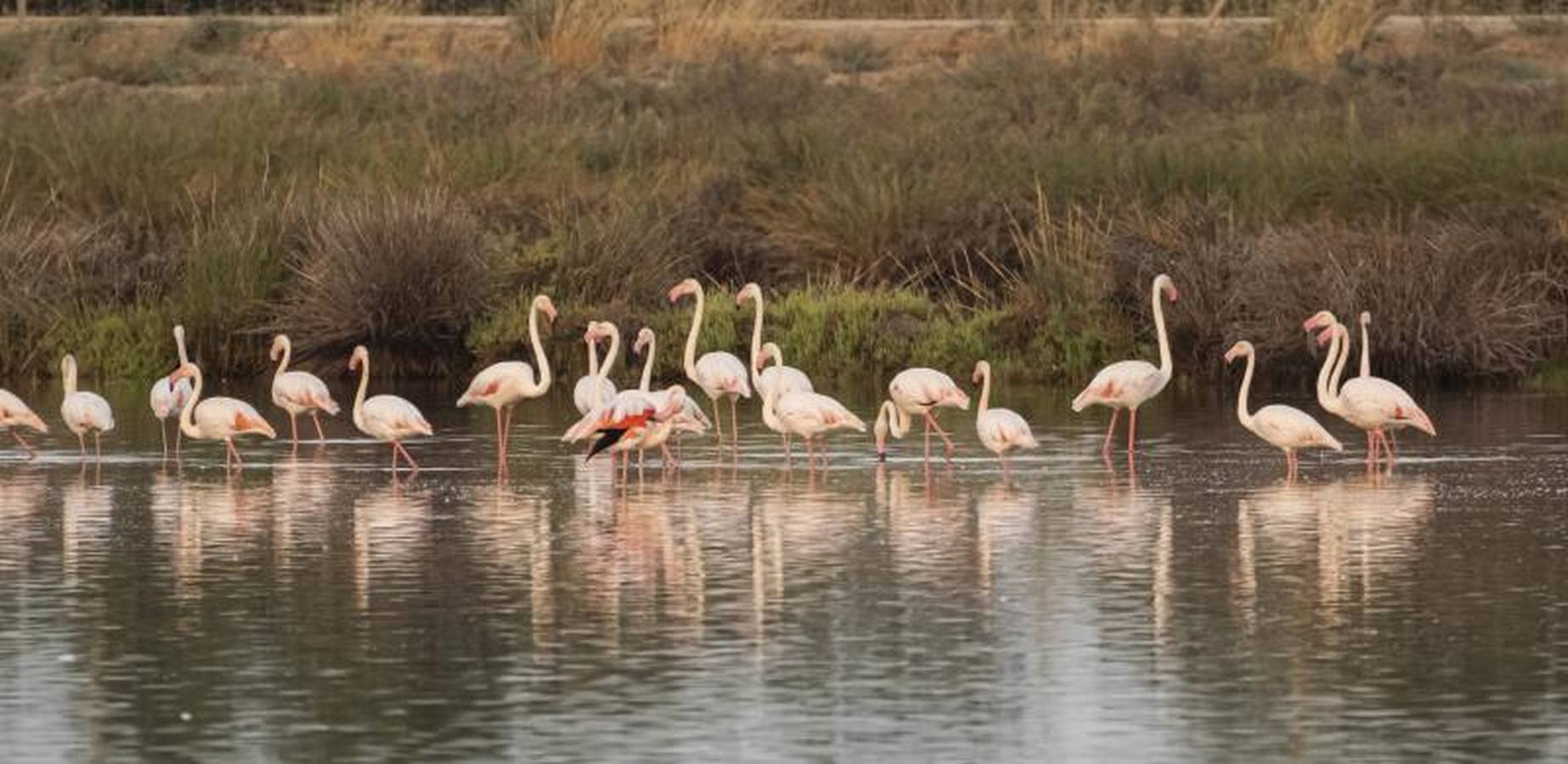 Veta La Palma, pulmón para Doñana
