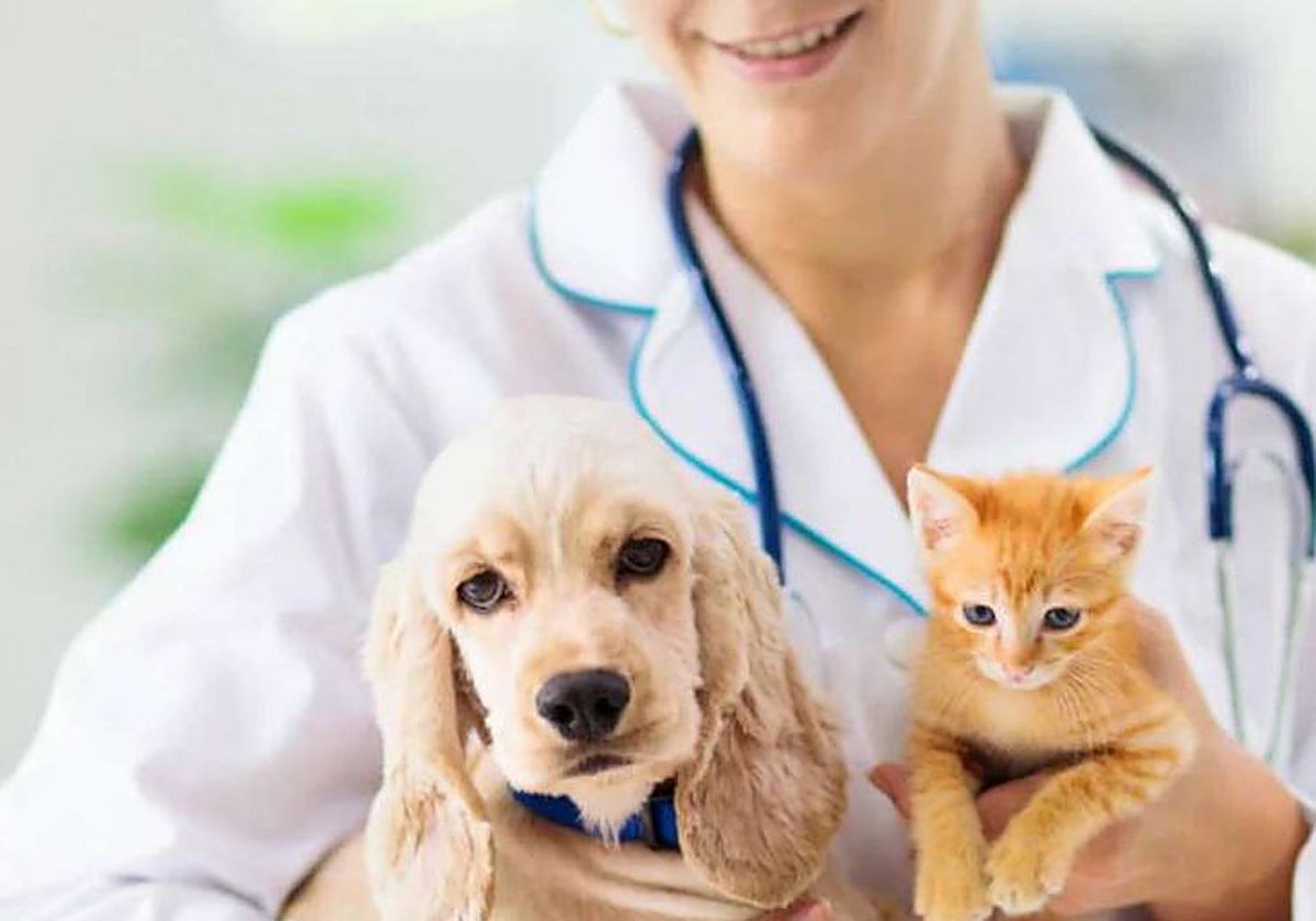 Durante la temporada estival, los perros y los gatos son vulnerables a más problemas de salud