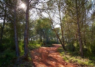 La sequía y los patógenos exóticos amenazan los bosques mediterráneos