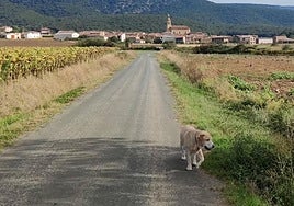 Así afecta la primavera a tu mascota: cuidados y peligros con el cambio de estación