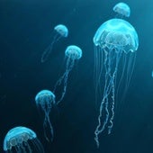 Un enfermero explica lo que hacer cuando te pica una medusa