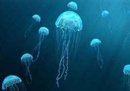 Un enfermero explica lo que hacer cuando te pica una medusa: «Ni con orina ni con amoniaco»