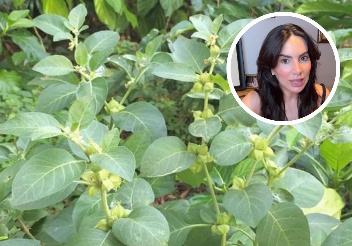 La médico Isabel Viña alerta sobre los efectos secundarios de la ashwagandha, una hierba de moda para combatir la ansiedad