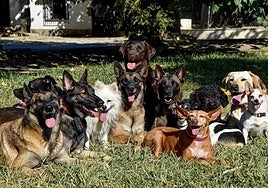 Un experto en conducta canina, tajante sobre cuál es la mejor raza de perros: «Los mejores del planeta»