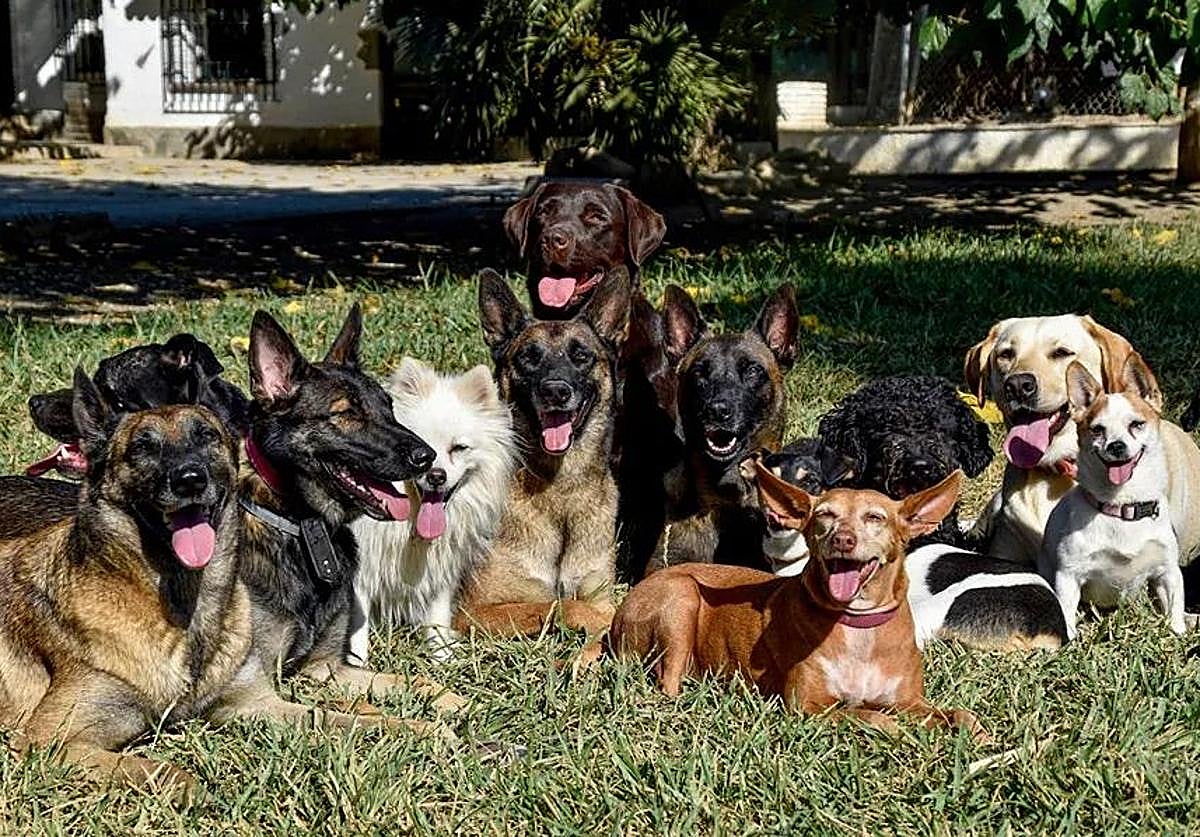 Un experto en conducta canina, tajante sobre cuál es la mejor raza de perros: «Los mejores del planeta»