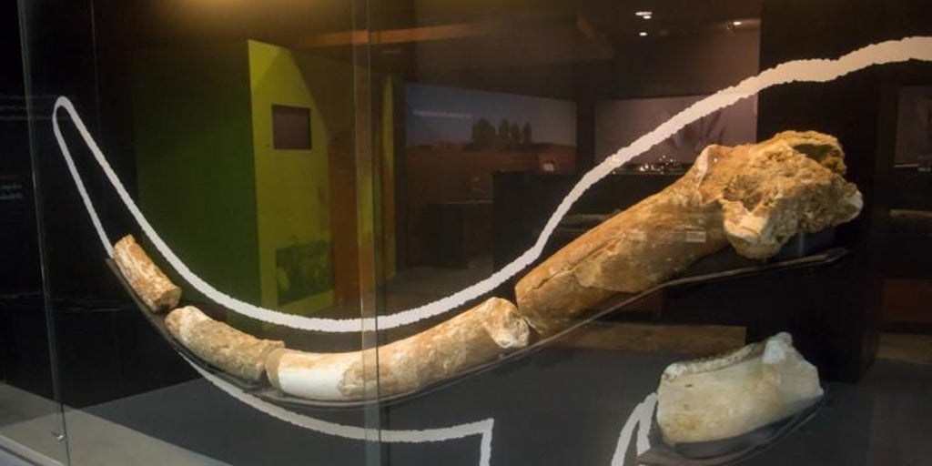 Mamuts, rinocerontes y ballenas en la «rica» huella paleontológica de Sevilla