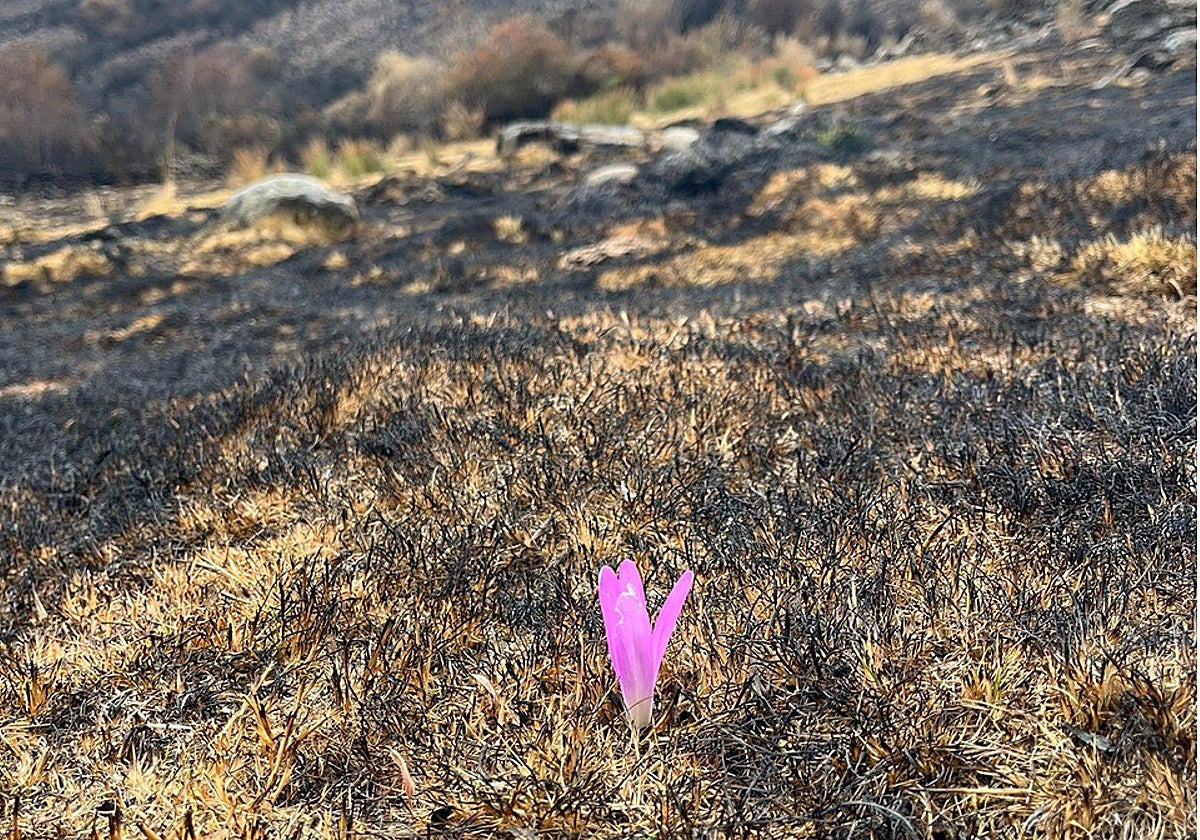Una flor en Porto de Sanabria, donde 150 personas lo han perdido todo