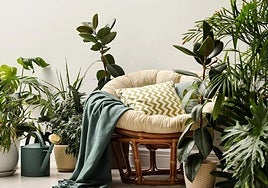 La ciencia desmonta el mito de que las plantas «nos roban el oxígeno» mientras dormimos