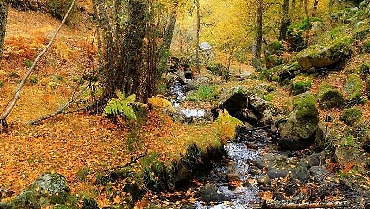 Abedular de Canencia