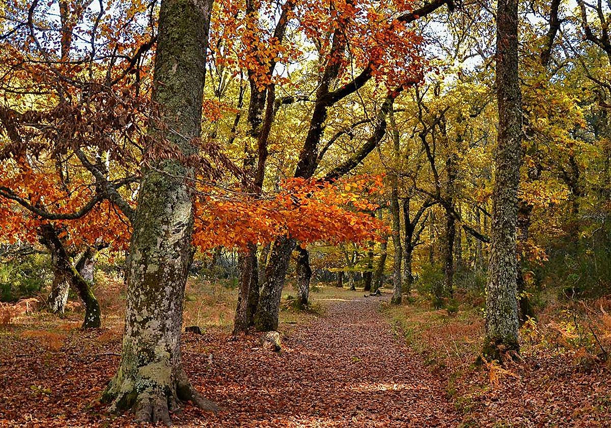Cuatro rutas de senderismo perfectas para disfrutar de la magia del otoño cerca de Madrid: bosques de colores que son escenario de cuento
