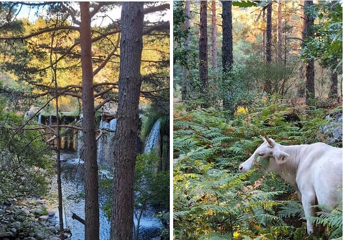 La ruta de senderismo a una hora de Madrid perfecta para el otoño: en plena sierra, con una cascada de agua y de poca dificultad