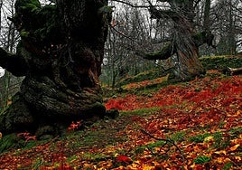 El pueblo de Extremadura que tiene uno de los castañares más desconocidos de España: perfecto para una escapada en otoño