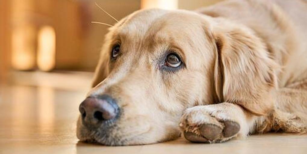 María Vetican, veterinaria: «Cuanto más grande, antes envejece tu perro»