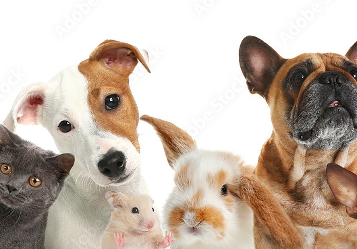 De titulares de derechos a animales de compañía