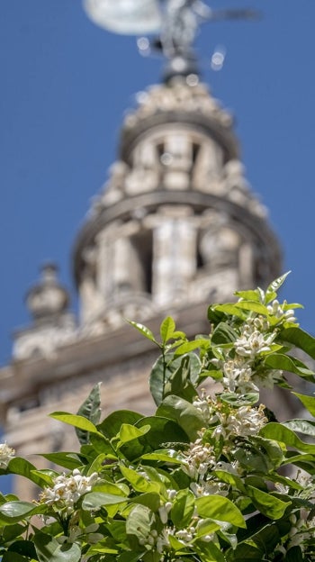 Protestación de la fe según Sevilla