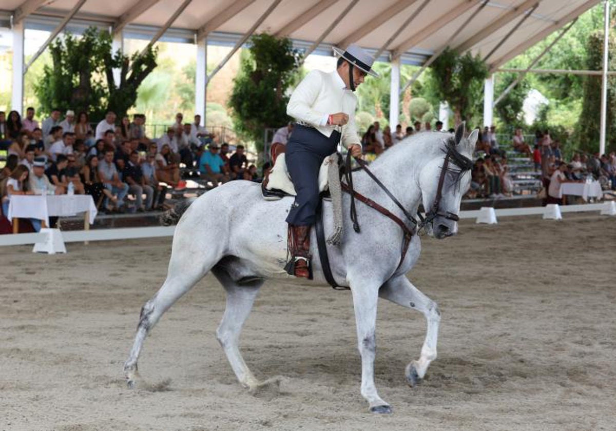 Andalucía, esencia de la doma vaquera