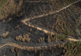 Emergencia forestal y pacto de Estado