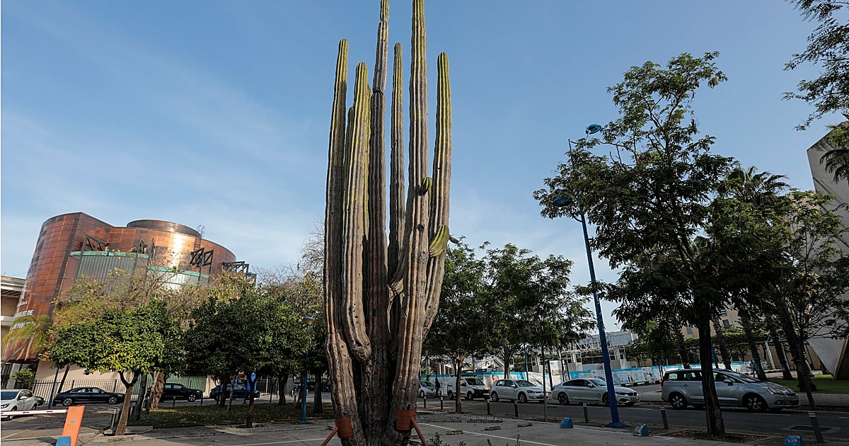 SOS por el sahuaro de La Cartuja