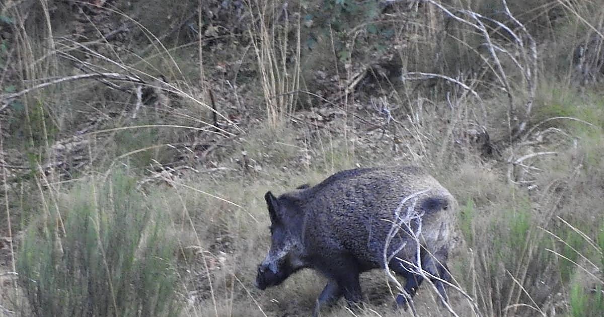 A favor de matar más jabalíes