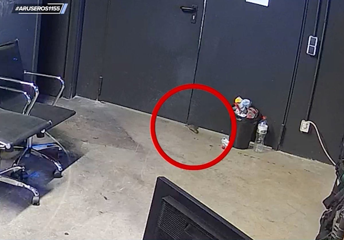 Una rata ha provocado que Alfonso Arús pierda «la compostura» en 'Aruser@s'.