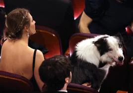 Messi, el perro de 'Anatomía de una caída', asiste a los Oscar y Jimmy Kimmel se sirve de él para una broma contra Robert Downey Junior