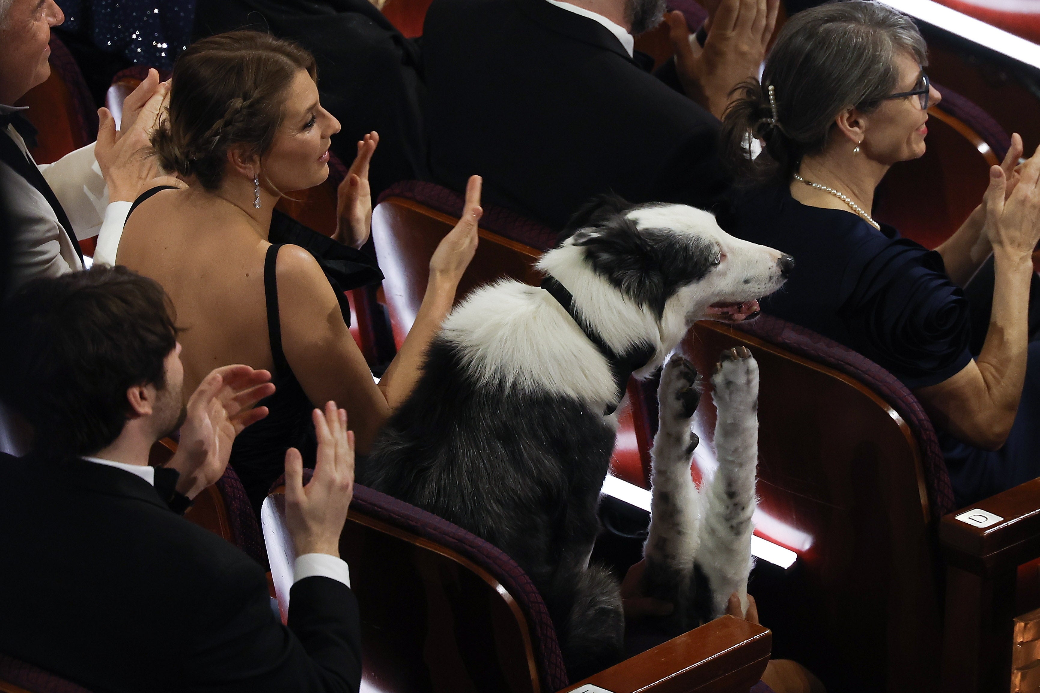 Messi, el border collie que interpretó a Snoop en la película nominada al Oscar 'Anatomía de una caída' durante la gala