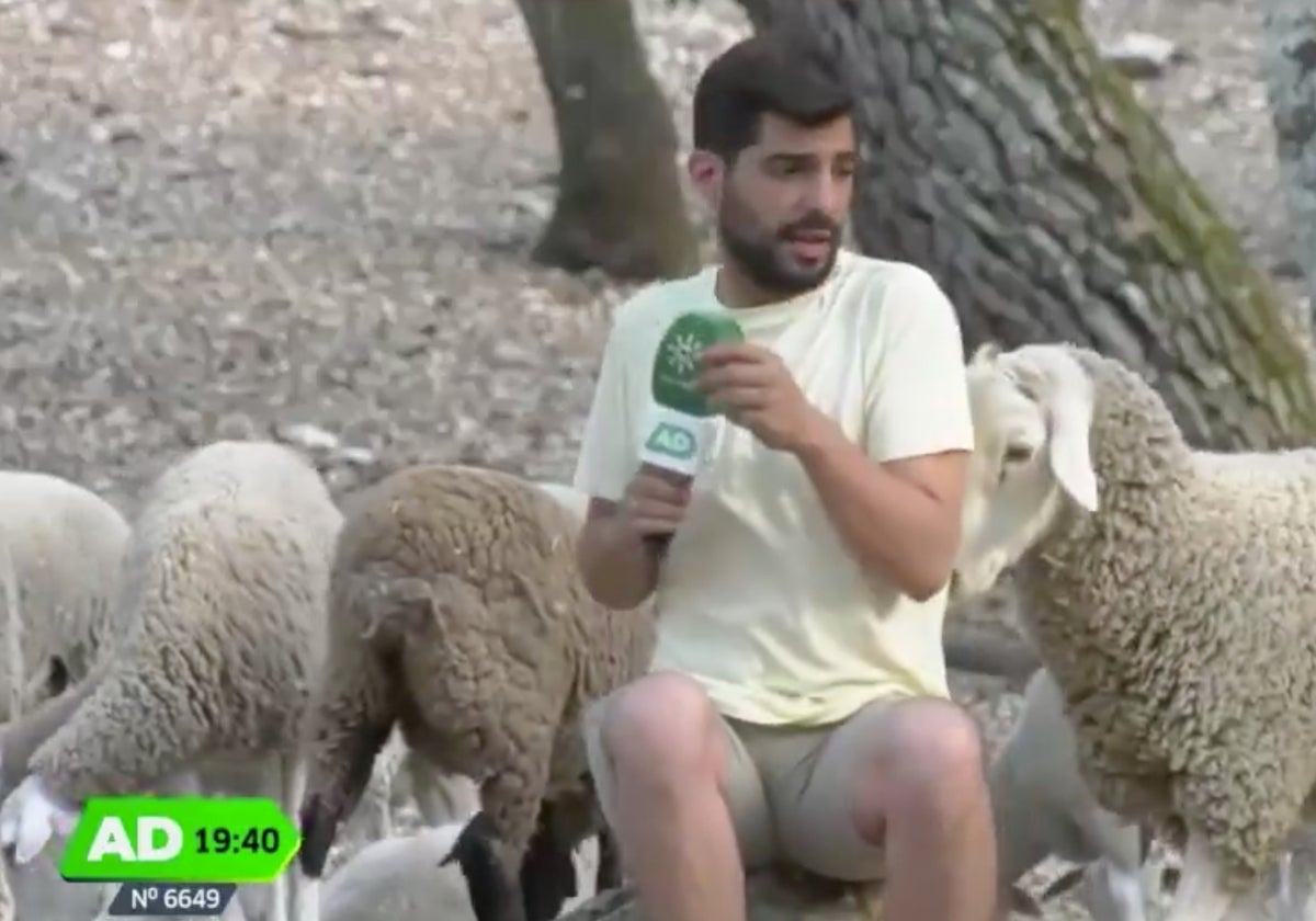 Eloy Moreno, reportero de 'Andalucía Directo', salió huyendo tras el 'ataque' de una oveja.