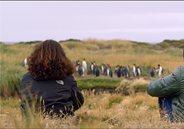 Unir literatura con biología: 'Vínculo: la llamada del pingüino'