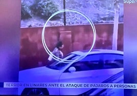 'Los pájaros' de Hitchcok se hacen realidad en Linares: los vecinos aterrorizados por ataques de aves «con muy mala leche»