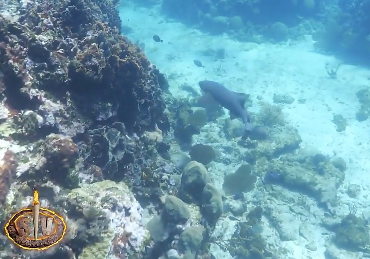 Un tiburón ha dejado aterrado a Makoke, concursante de 'Supervivientes', mientras se encontraba pescando.