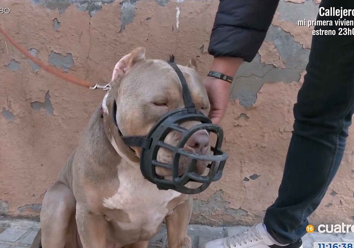 'En boca de todos' ha conocido a Daddy el perro desokupa más famoso de Zaragoza.
