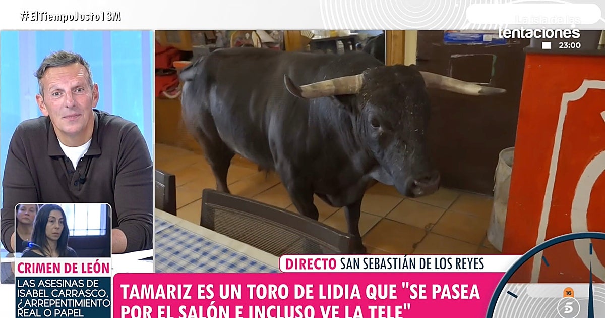 Convivir con un toro de lidia de 420 kilos como mascota: «Hemos tenido algún susto con gente»