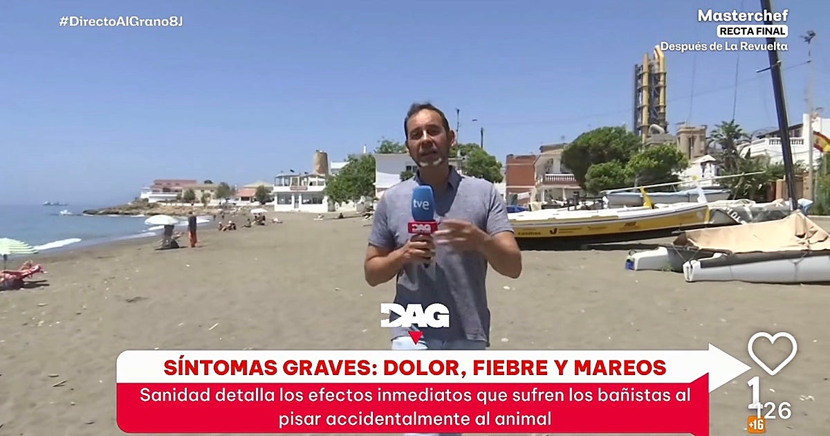 Alertan del «pez más temido de las playas», rivalizando con 