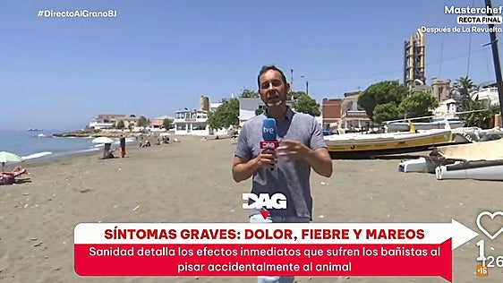 Alertan del «pez más temido de las playas», rivalizando con la medusa: «Acuda rápido al médico»