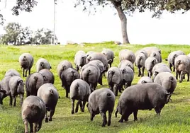 Sevilla recupera este fin de semana la tradicional matanza del cerdo ibérico
