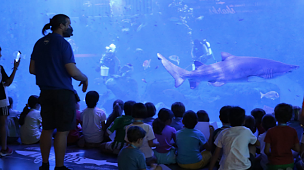 Varios buzos alimentando a los tiburones y al resto de especies marinas