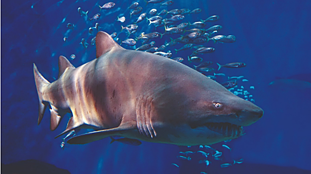 Uno de los tiburones que se pueden encontrar en los tanques del acuario