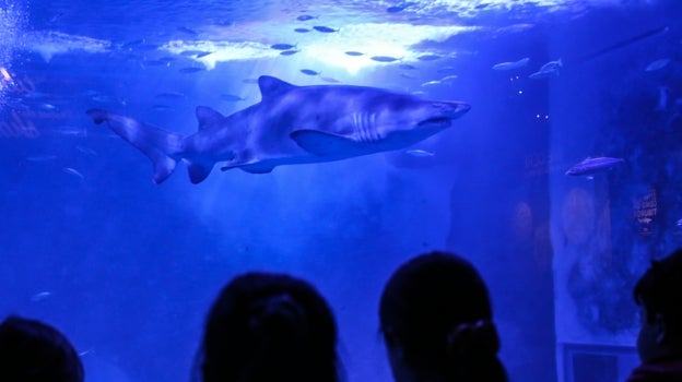 Niños disfrutando del Acuario de Sevilla