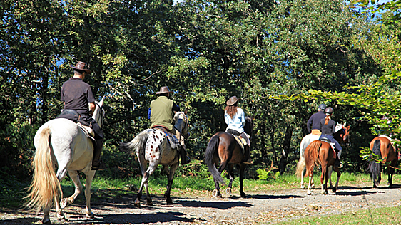 Paseos a caballo por Sevilla: ¿dónde puedo hacerlo, cuánto tiempo es y cuál es su precio?
