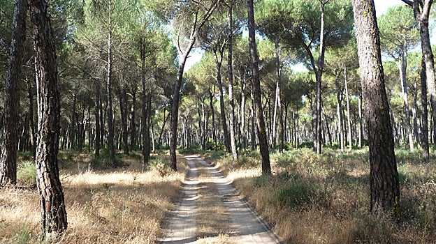 Los pinares de La Puebla del Río y Aznalcázar son uno de los espacios naturales más importantes de la provincia