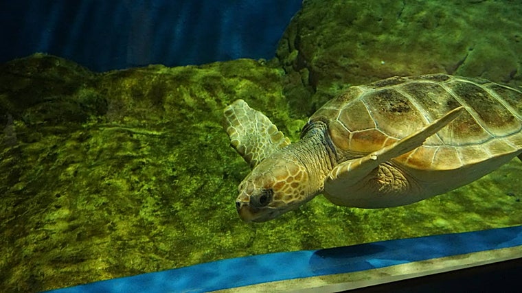 Una tortuga marina del Acuario de Sevilla