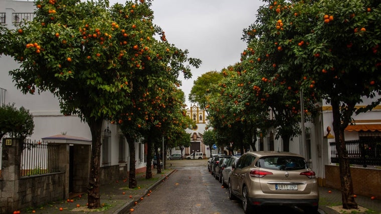 Naranjas en el suelo en el entorno San Gonzalo