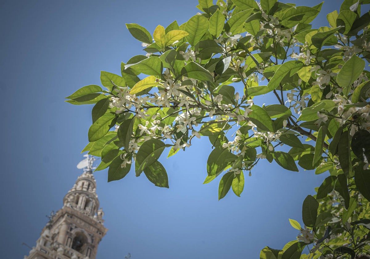 Llegada de la primavera a Sevilla con el azahar de los naranjos