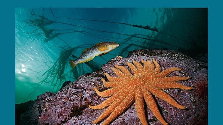En esta exposición que marca el mes de mayo en el Caixaforum de Sevilla se pueden admirar imágenes de la naturaleza y del mundo